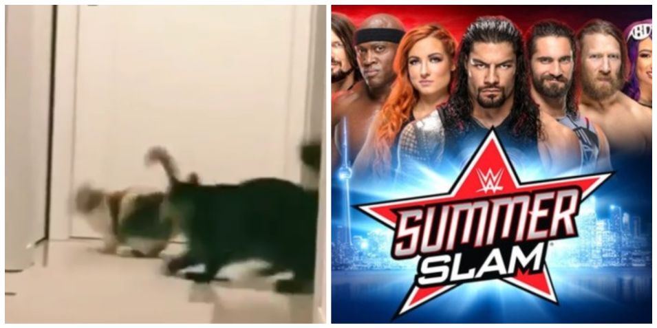 Fight video: Not only humans but cats are also crazy over WWE Summerslam