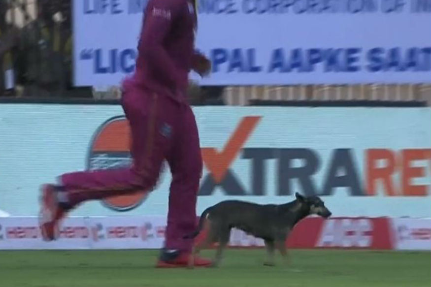 Video: A stray dog stopped play during India vs West Indies 1st ODI