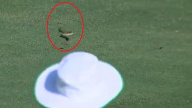 Video: Venomous snake delays the start of Ranji trophy opener